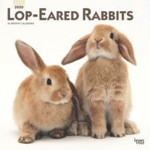 Lop Eared Rabbits 2020 Square Wall Calendar, Calendar Book Lop Eared Rabbits 2020 Square Wall Calendar, Calendar Book