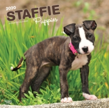 Staffordshire Bull Terrier Puppies 2020 Square Wall Calendar, Calendar Book Staffordshire Bull Terrier Puppies 2020 Square Wall Calendar, Calendar Book