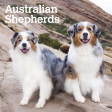 Australian Shepherds 2025 Square Wrap