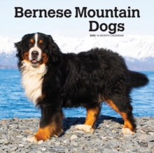 Bernese Mountain Dogs 2025 Square Wrap