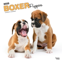 Boxer Puppies 2025 Square Wrap