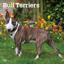 Bull Terriers 2025 Square Wrap