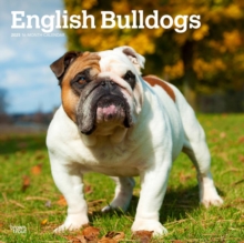 English Bulldogs 2025 Square Wrap