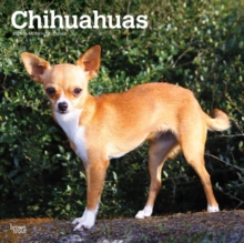 Chihuahuas 2025 Square Wrap