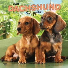 Dachshund Puppies 2025 Square Wrap