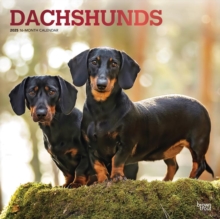 Dachshunds 2025 Square Wrap Foil