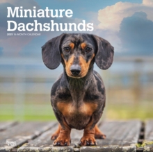 Dachshunds Miniature 2025 Square Wrap