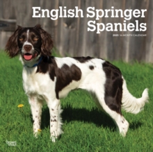 English Springer Spaniels 2025 Square Wr