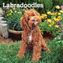 Labradoodles 2025 Square Wrap