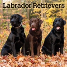 Labrador Retrievers 2025 Square Wrap