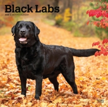 Labrador Retrievers Black 2025 Square Wr