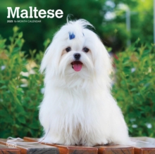 Maltese 2025 Square Wrap