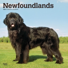 Newfoundlands 2025 Square Wrap