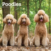 Poodles 2025 Square Wrap