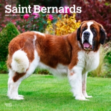 Saint Bernards 2025 Square Wrap