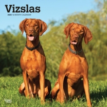 Vizslas 2025 Square Wrap