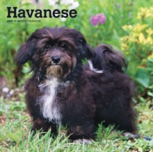 Havanese 2025 Square Wrap