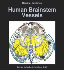 Human Brainstem Vessels