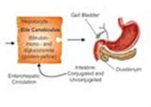 Estimation of Serum Bilirubin