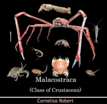 Malacostraca (Class of Crustacean)