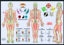 Meridiens & the Five Elements -- A2, Poster Book Meridiens & the Five Elements -- A2, Poster Book