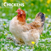 Chickens 2026 Square Flap Calendar