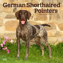BrownTrout German Shorthaired Pointers 2026 Square Flap Calendar