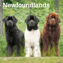 BrownTrout Newfoundlands 2026 Square Flap Calendar