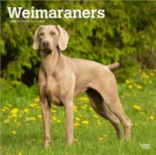 Weimaraners 2026 Square Flap Calendar