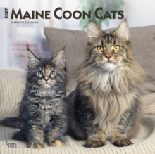 Maine Coon Cats 2027 12 X 24 Inch (Hanging) Monthly Square Wall Calendar Plastic-Free Browntrout