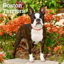 Boston Terriers 2027 12 X 24 Inch (Hanging) Monthly Square Wall Calendar Plastic-Free Browntrout