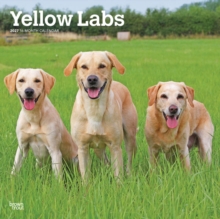 Yellow Labrador Retrievers 2027 12 X 24 Inch (Hanging) Monthly Square Wall Calendar Plastic-Free Browntrout