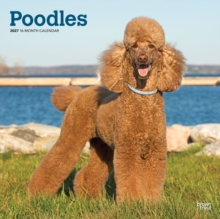 Poodles | 2027 12 X 24 Inch (Hanging) Monthly Square Wall Calendar | Plastic-Free | | Animals Dog Breeds Browntrout