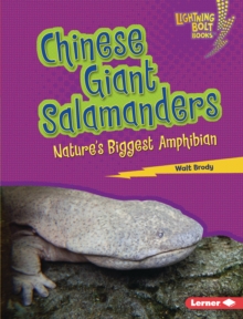 Chinese Giant Salamanders : Nature's Biggest Amphibian