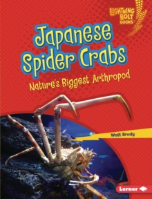 Japanese Spider Crabs : Nature's Biggest Arthropod