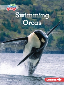 Swimming Orcas