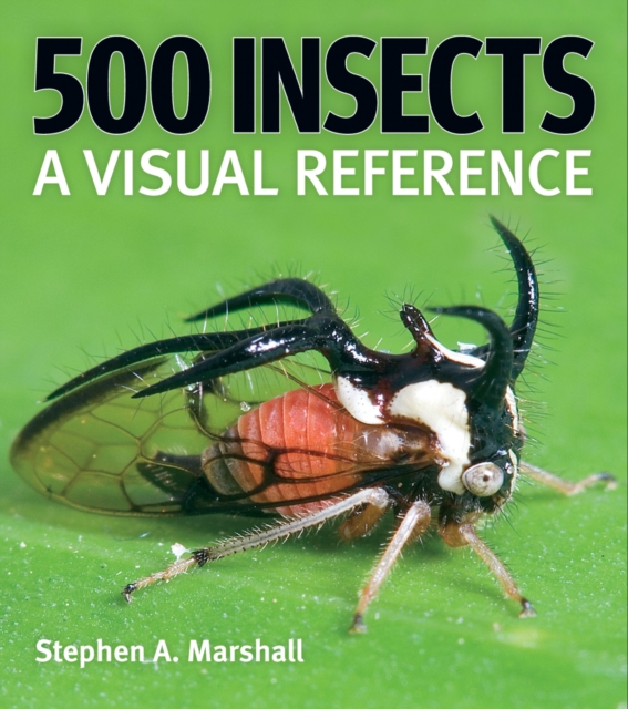 500 Insects: A Visual Reference, Paperback / softback Book