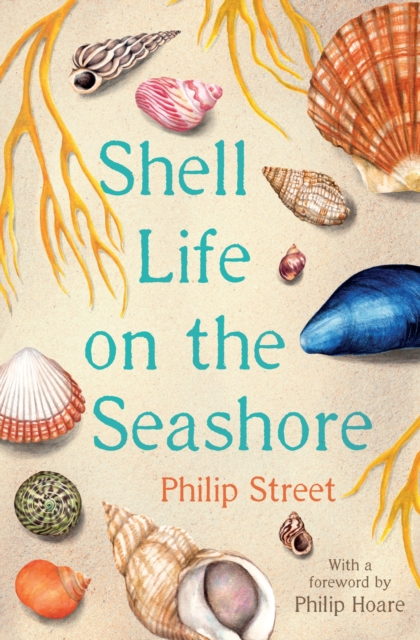 Shell Life on the Seashore, Paperback / softback Book