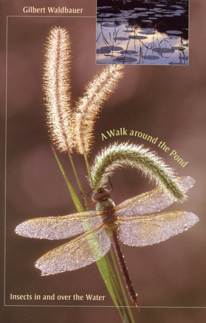 A Walk around the Pond : Insects in and over the Water, Paperback / softback Book