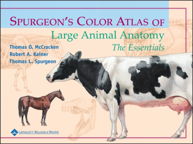 Spurgeon's Color Atlas of Large Animal Anatomy : The Essentials, Paperback / softback Book