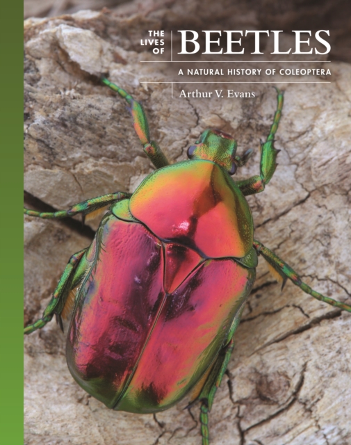 The Lives of Beetles : A Natural History of Coleoptera, PDF eBook