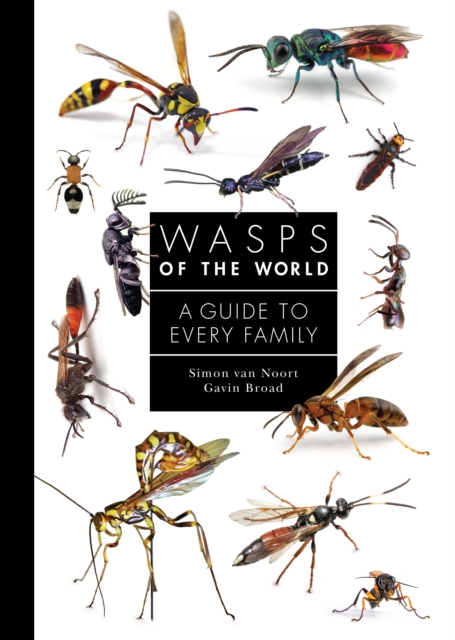 Wasps of the World : A Guide to Every Family, Hardback Book