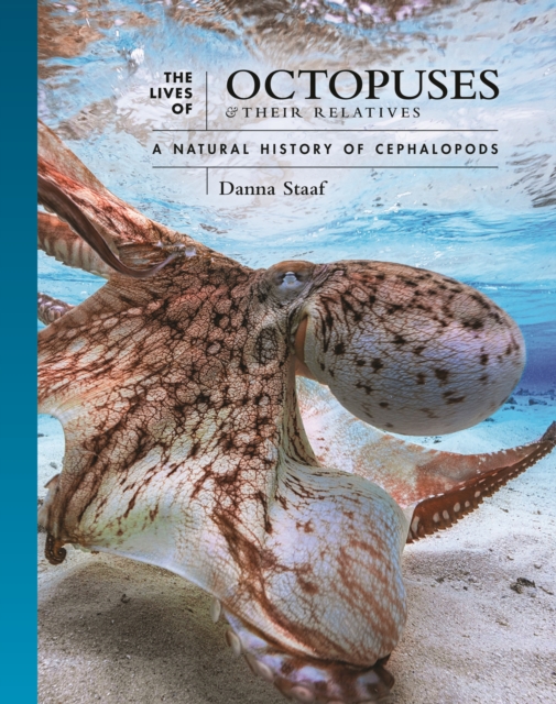 The Lives of Octopuses and Their Relatives : A Natural History of Cephalopods, Hardback Book