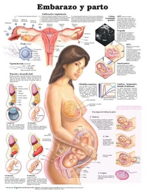 Pregnancy and Birth Anatomical Chart in Spanish (Embarazo y parto), Wallchart Book