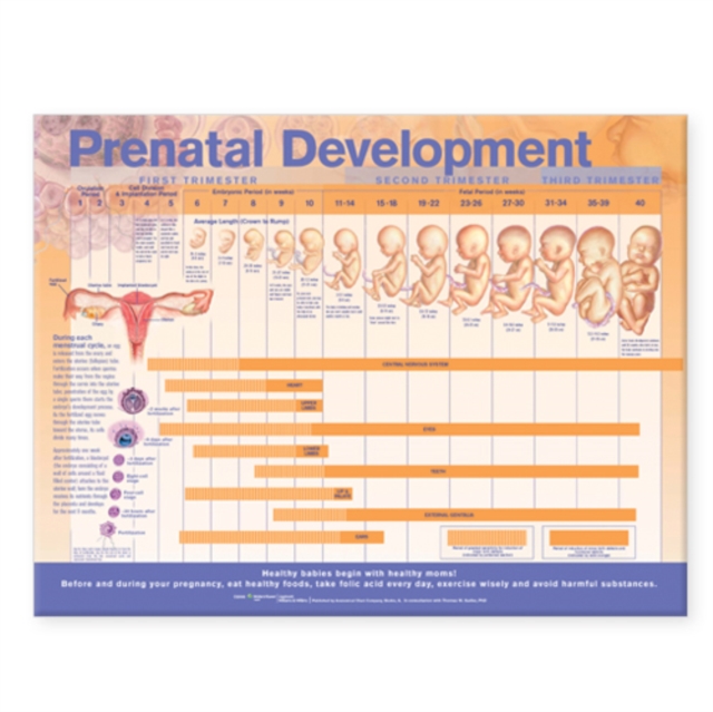 Prenatal Development Anatomical Chart, Wallchart Book