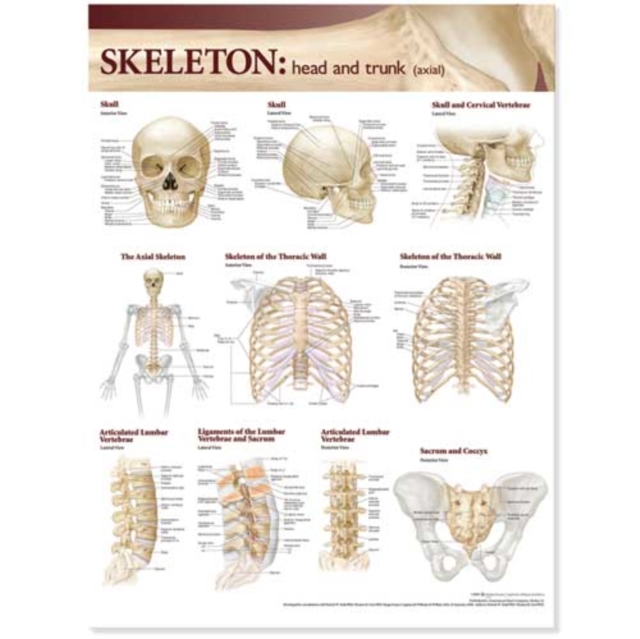 Lippincott Williams & Wilkins Atlas of Anatomy Skeletal System Chart: Head and Trunk, Wallchart Book