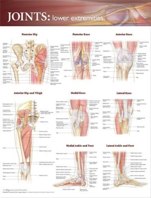 Joints of the Lower Extremities Anatomical Chart, Wallchart Book