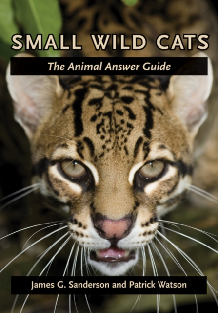 Small Wild Cats : The Animal Answer Guide, Paperback / softback Book