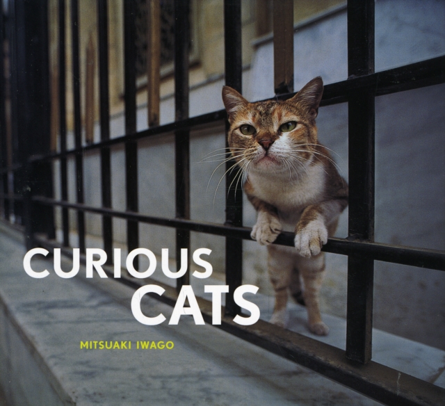 Curious Cats, Hardback Book