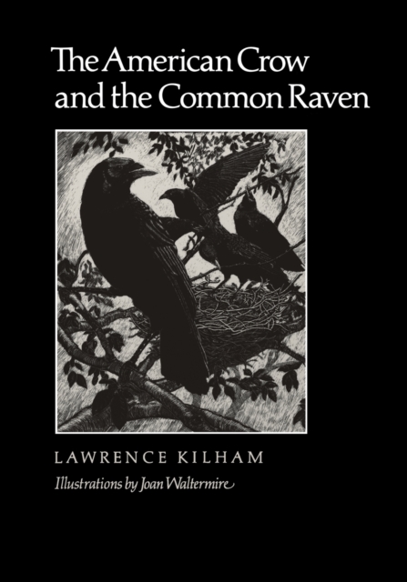 The American Crow & Common Raven, Paperback / softback Book